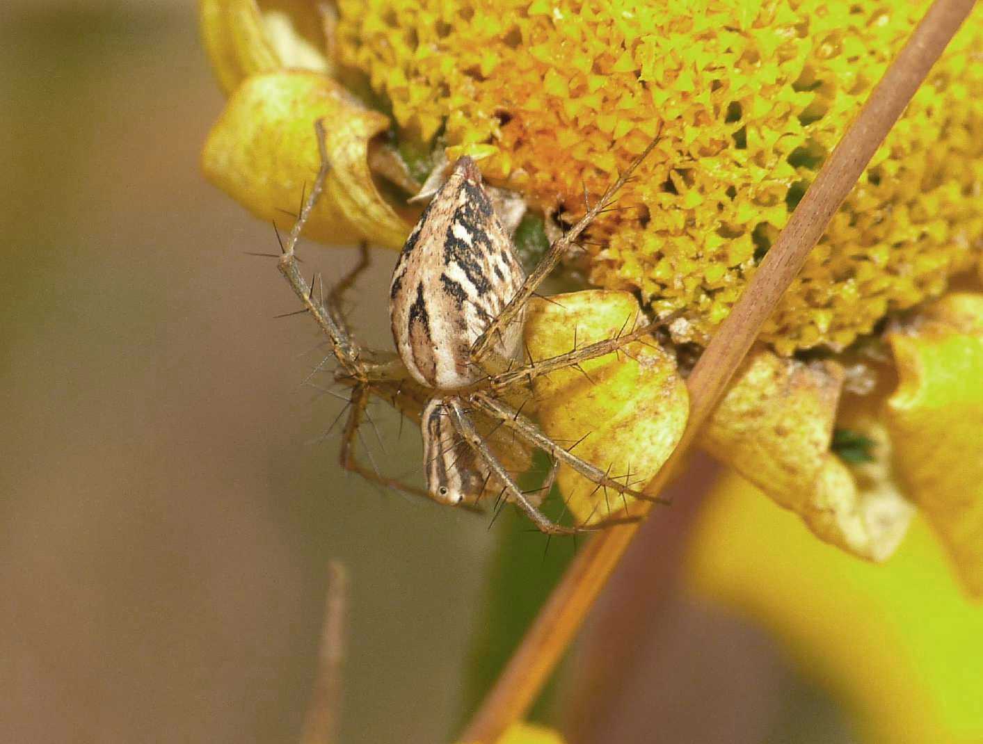 Oxyopes sp.; un maschio e una femmina